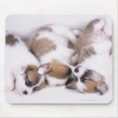 Search for sleeping puppy electronics Animal