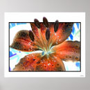 Recherche de lillie art Lilly