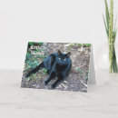Search for black cat birthday cards Pet