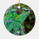 Search for chameleon ornaments Wildlife