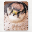 Search for falconer mousepads Animal