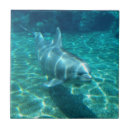 Recherche de natation carreaux Dauphins