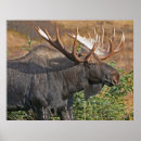 Recherche de orignaux taureau posters Animaux