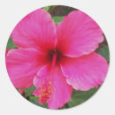Search for all occasion stickers Flowers