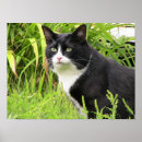 Search for alertness posters Animals