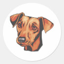 Search for miniature pinscher stickers Pet