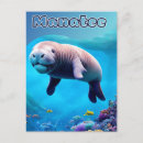 Search for florida manatee postcards Sea life
