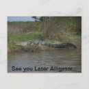 Search for later postcards Alligator