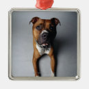 Search for pit bull ornaments Pet