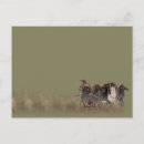 Recherche de char cartes postales Guerre