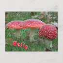 Recherche de fly cartes postales Amanita