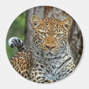 Search for leopard portrait magnets Leopards