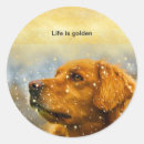 Recherche de golden retriever dog autocollants Chien