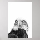 Recherche de aigle noir art Imprimer