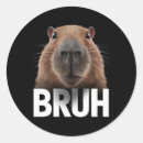 Search for capybara stickers Funny