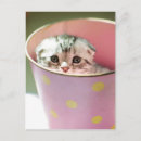 Search for hide postcards Photography