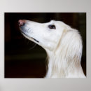 Search for saluki art Canine