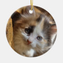 Search for calico kitten ornaments Kitty