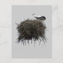 Recherche de cigogne photographie Nature