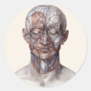 Search for vintage anatomy stickers Medicine