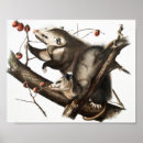 Recherche de opossum posters Vintage