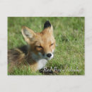 Search for red foxes postcards Wild