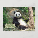 Search for panda lovers postcards Birthday
