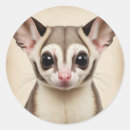 Search for sugar glider stickers Animal