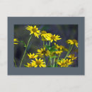 Recherche de fleur sauvage jaune cartes postales Nature