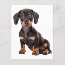 Search for daschund cards Dachshund