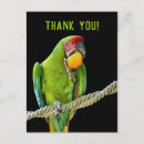 Search for ara postcards Bird