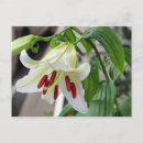 Search for easter lily postcards Lilies