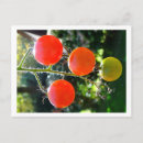 Recherche de tomatoe Rouge