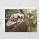 Recherche de puberté Chiot