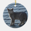 Search for grey kitten ornaments Pet