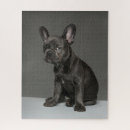 Recherche de bulldog puzzles Chien
