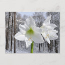 Recherche de amaryllis cartes postales Nature
