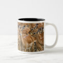 Search for impala mugs Aepyceros melampus