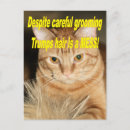 Search for weird postcards Cat