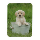 Recherche de seau magnets Chien