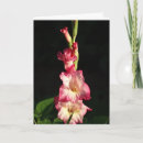 Recherche de gladiola Nature