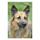 Search for german shepherd photo posters Photography