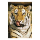 Search for animals in captivity posters Captive