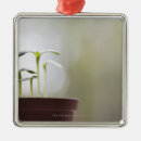 Search for new beginnings ornaments Nature