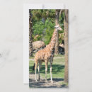 Recherche de dange photographie Zoo