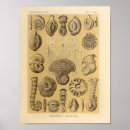 Search for vintage sea shells posters Marine