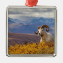 Search for ram ornaments Sheep