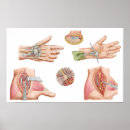 Recherche de sanguin art Vaisseaux sanguins