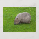Search for capybaras postcards Capibara