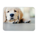 Search for golden retriever magnets Animal